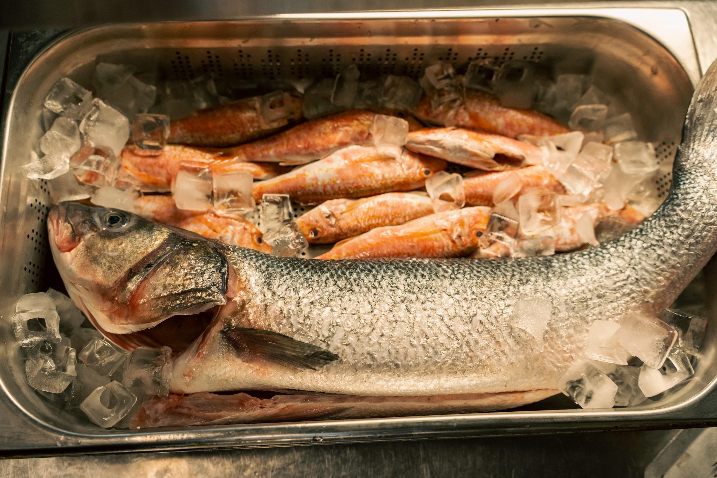 The day's fish on crushed ice in the kitchen